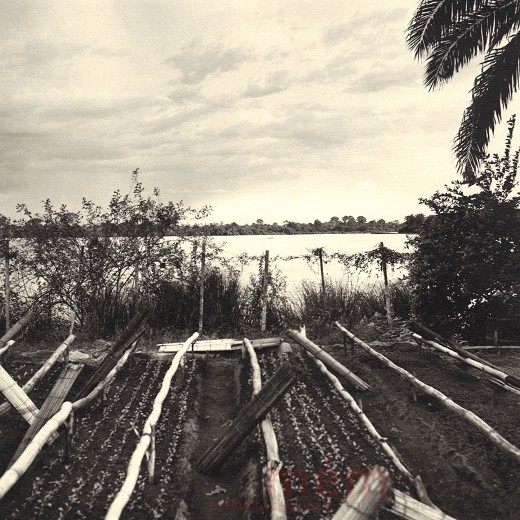 Dans le potager de l'hôpital à Lambaréné