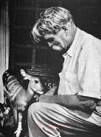 Albert Schweitzer mit jungem Okapi