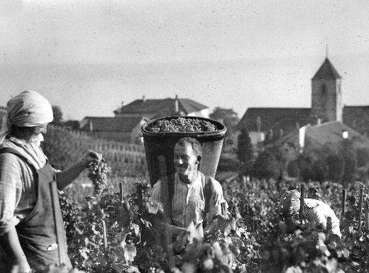 Les vendanges à Douanne